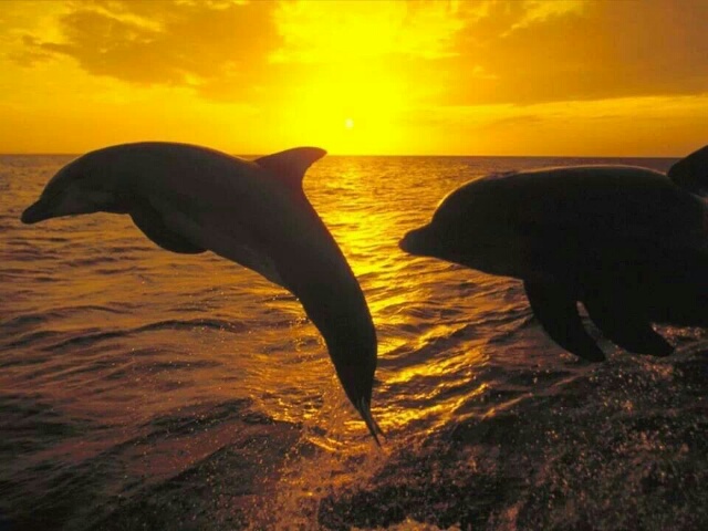 sunsetDolphins-picsay.jpg image
