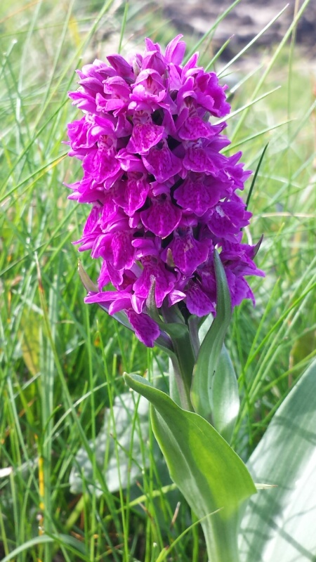 14981534191413.jpg image