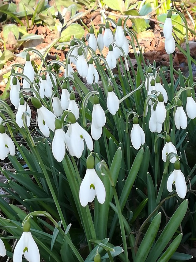 Snowdrops